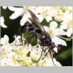 Lophosia fasciata - Raupenfliege 02a.jpg